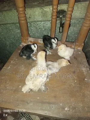 বেদেশি মুরগির বাচ্ছা এবং রানিং তিতির ২ জুরা বিক্রি হবে