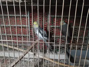 Cockatiel Bird