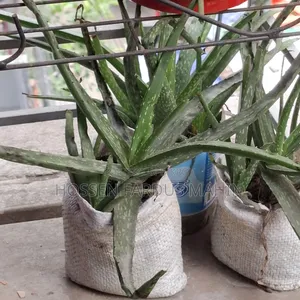 Aloe Vera Plant