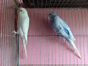 Tame Budgerigar Bird