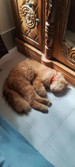 6-12 Months Male Purebred Cat