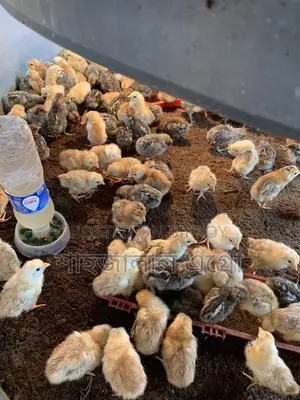 মিসরি ফাউমি মুরগির বাচ্চা