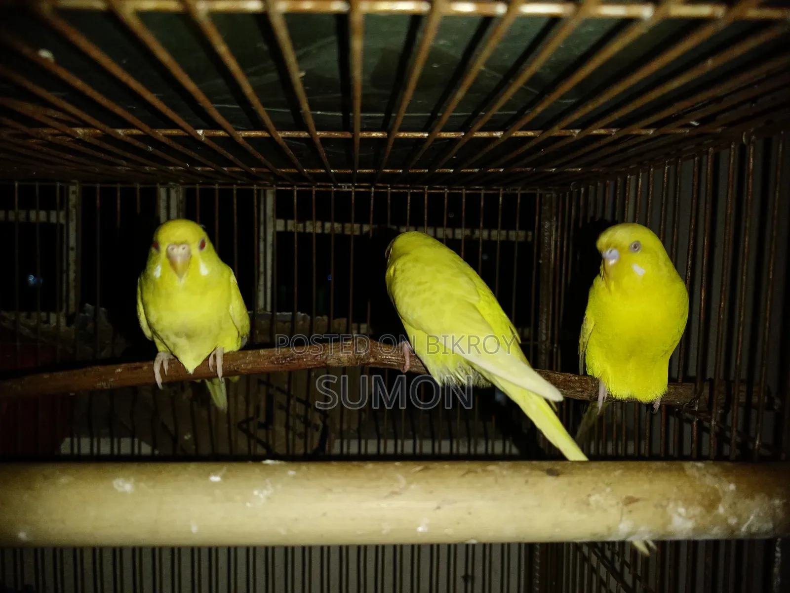 লুটিনো বাজরিগার জোড়া।