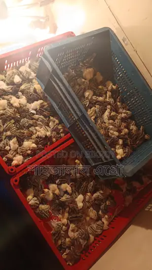 Japanese Quail Chicks