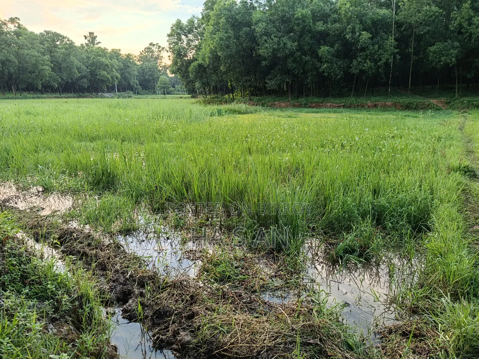 5 Decimal Land for Sale in Gazipur 2.7 Lakh Per Decimal