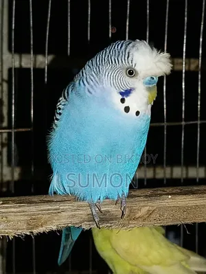 Crested Male Budgerigar ঝুটিওয়ালা পুরুষ বাজরিগার