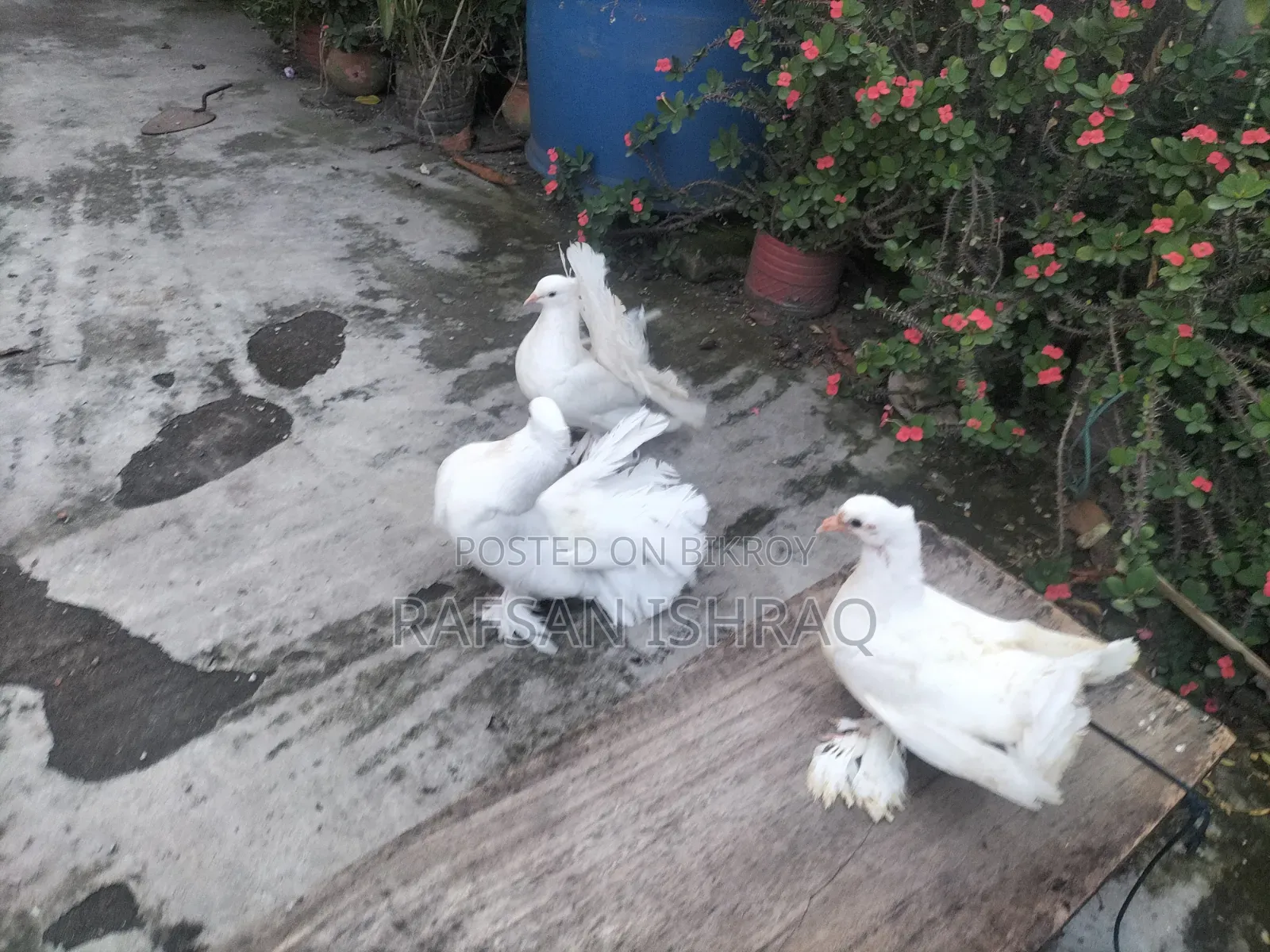 লোখা কবুতর