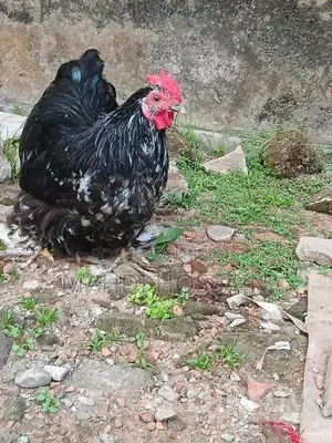 Cochin Chicken