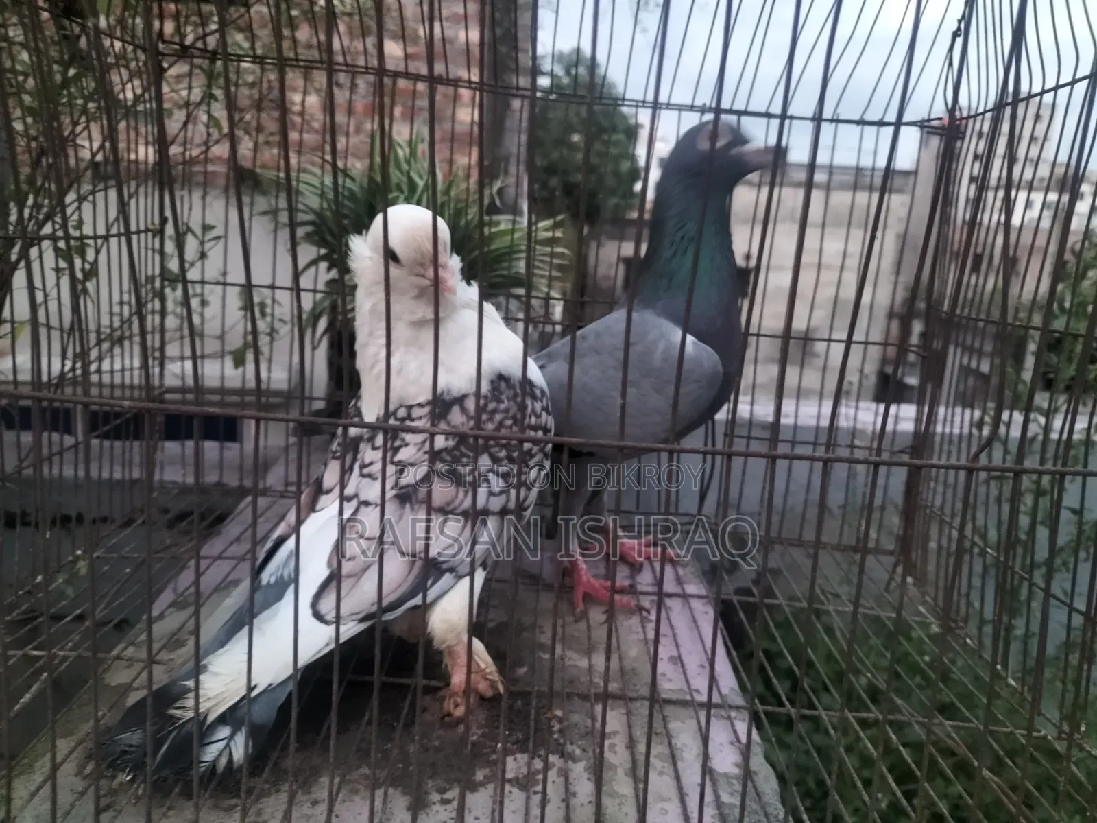 হোমা এবং সাটিন কবুতর