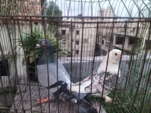 হোমা এবং সাটিন কবুতর