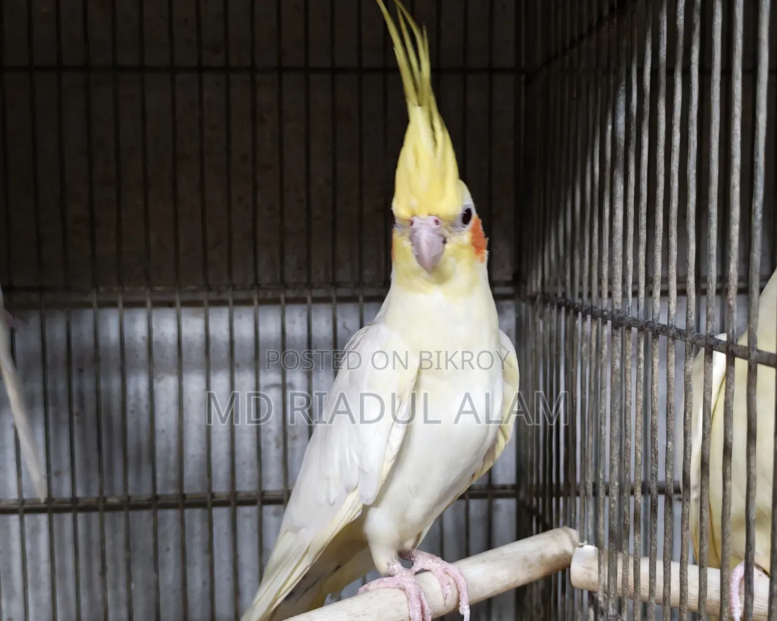 Lutino Male