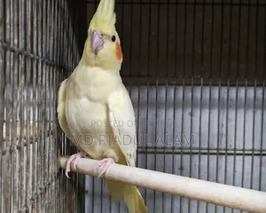Lutino Male