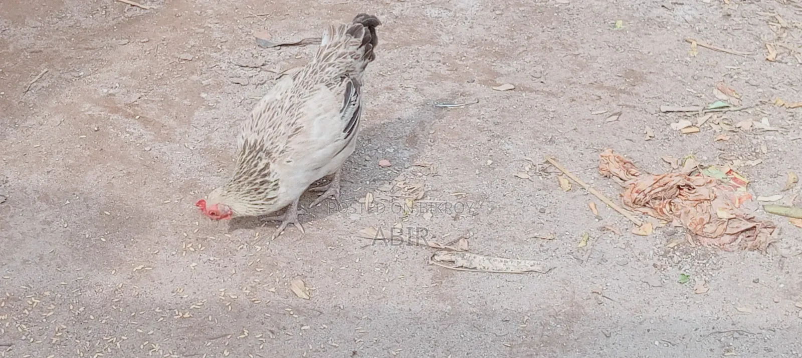 দেশি মুরগি