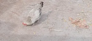 দেশি মুরগি
