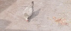 দেশি মুরগি