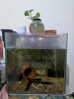 কিউব একুরিয়াম প্ল্যান্টেড
