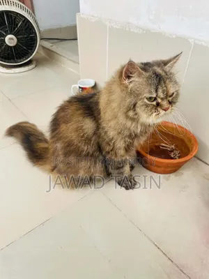 1+ Year Female Purebred Persian