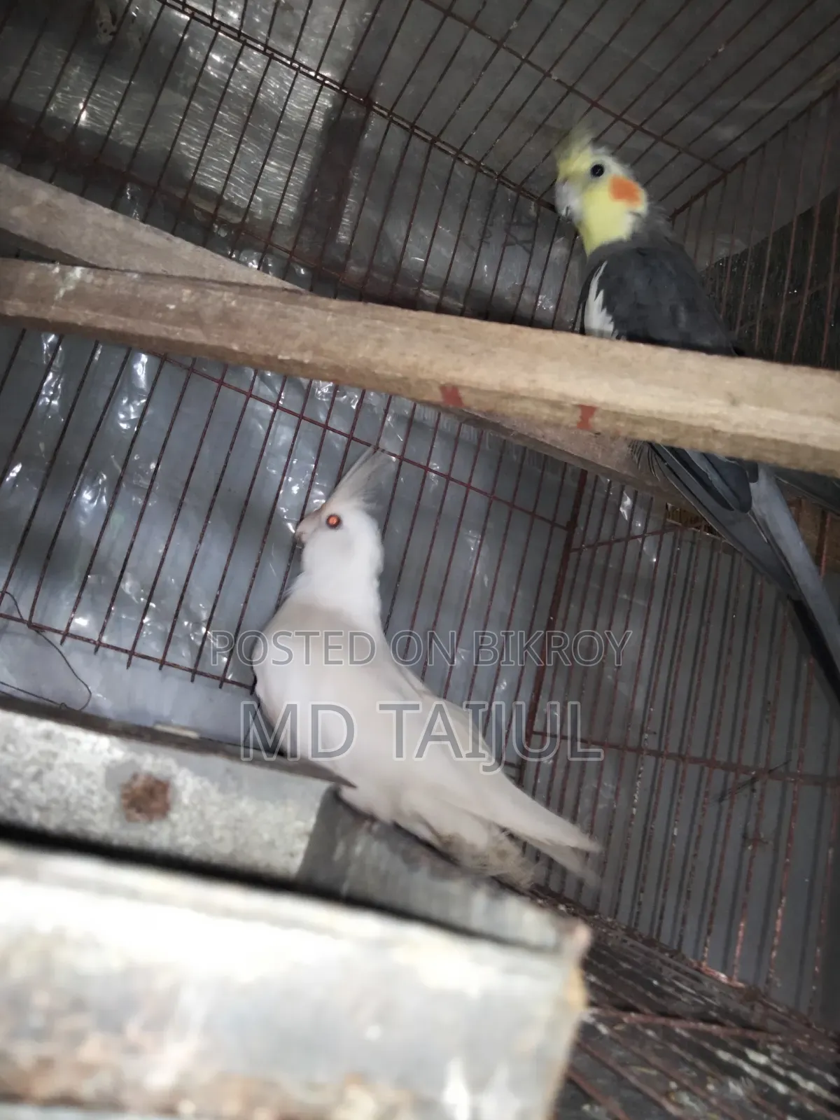 Cockatiel Male