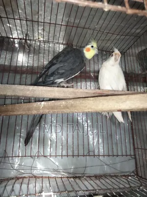 Cockatiel Male
