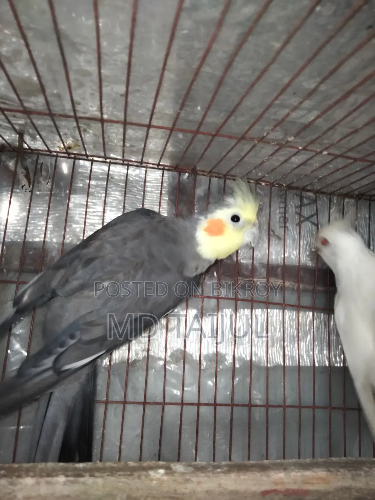 Cockatiel Male
