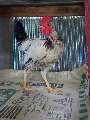 দেশী মোরগ বড় জাতের।