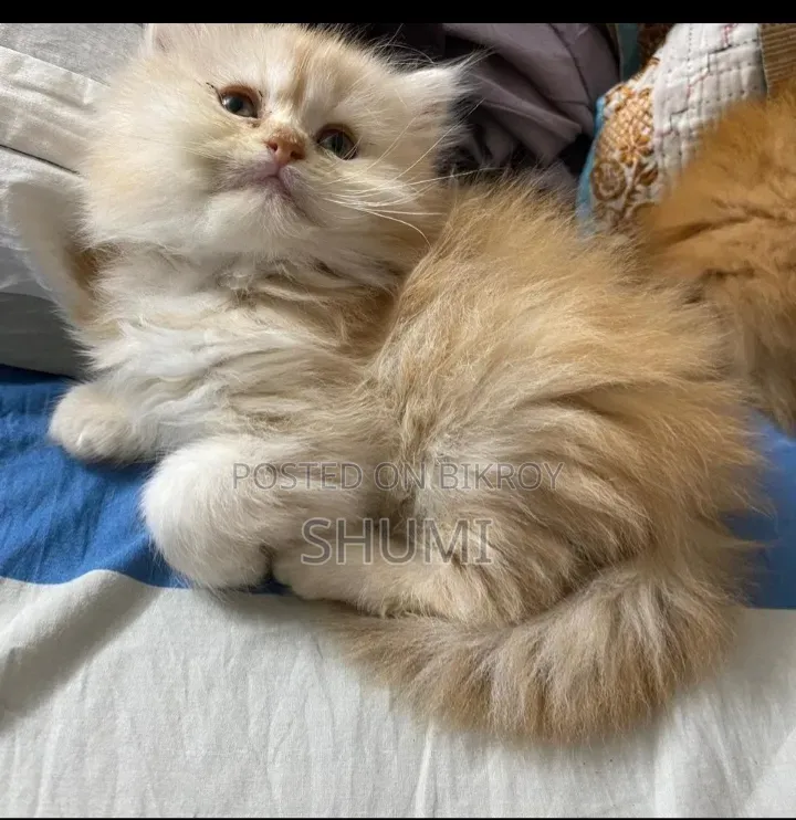 1-3 Months Female Purebred Persian Cat