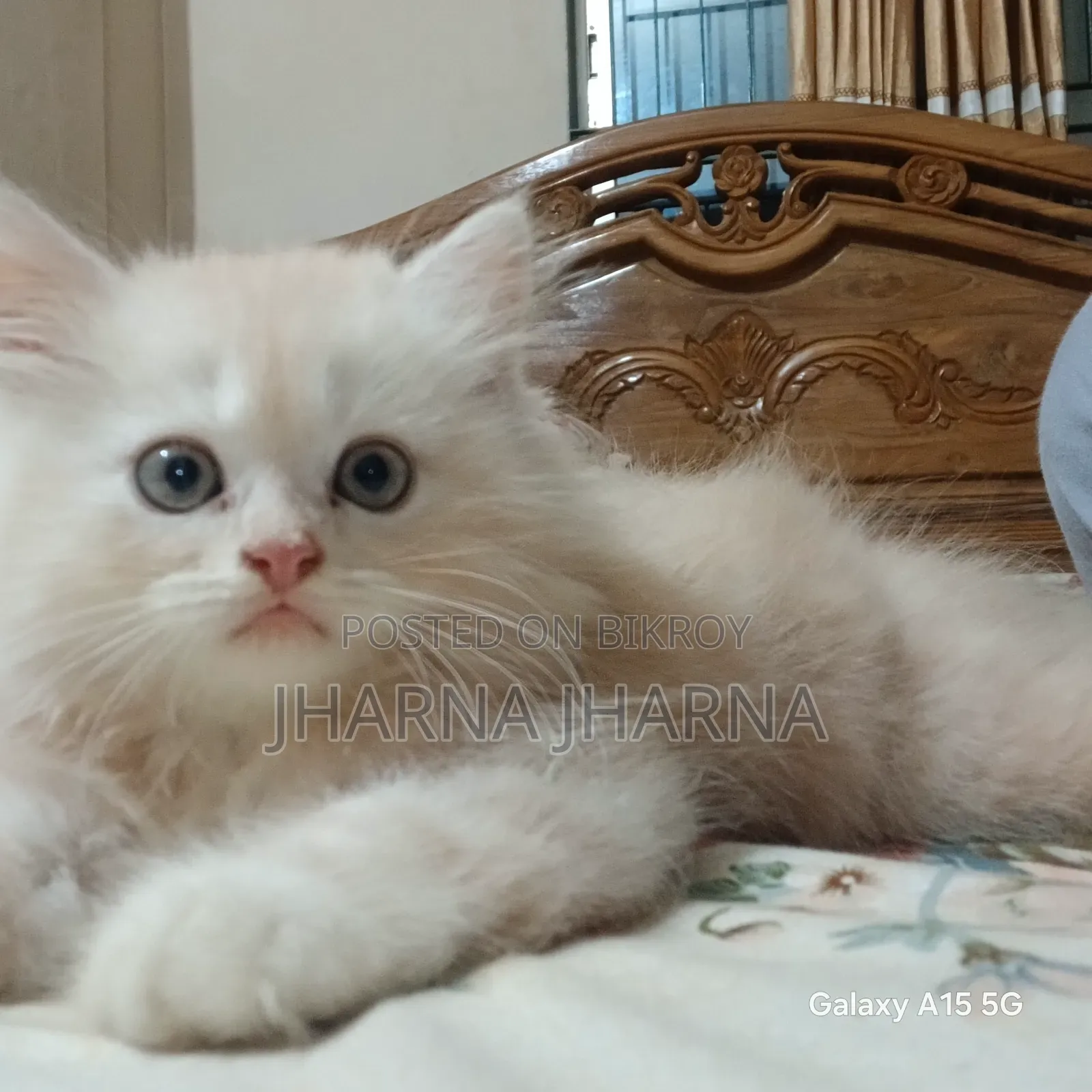 1-3 Months Female Purebred Persian