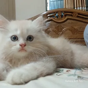 1-3 Months Female Purebred Persian