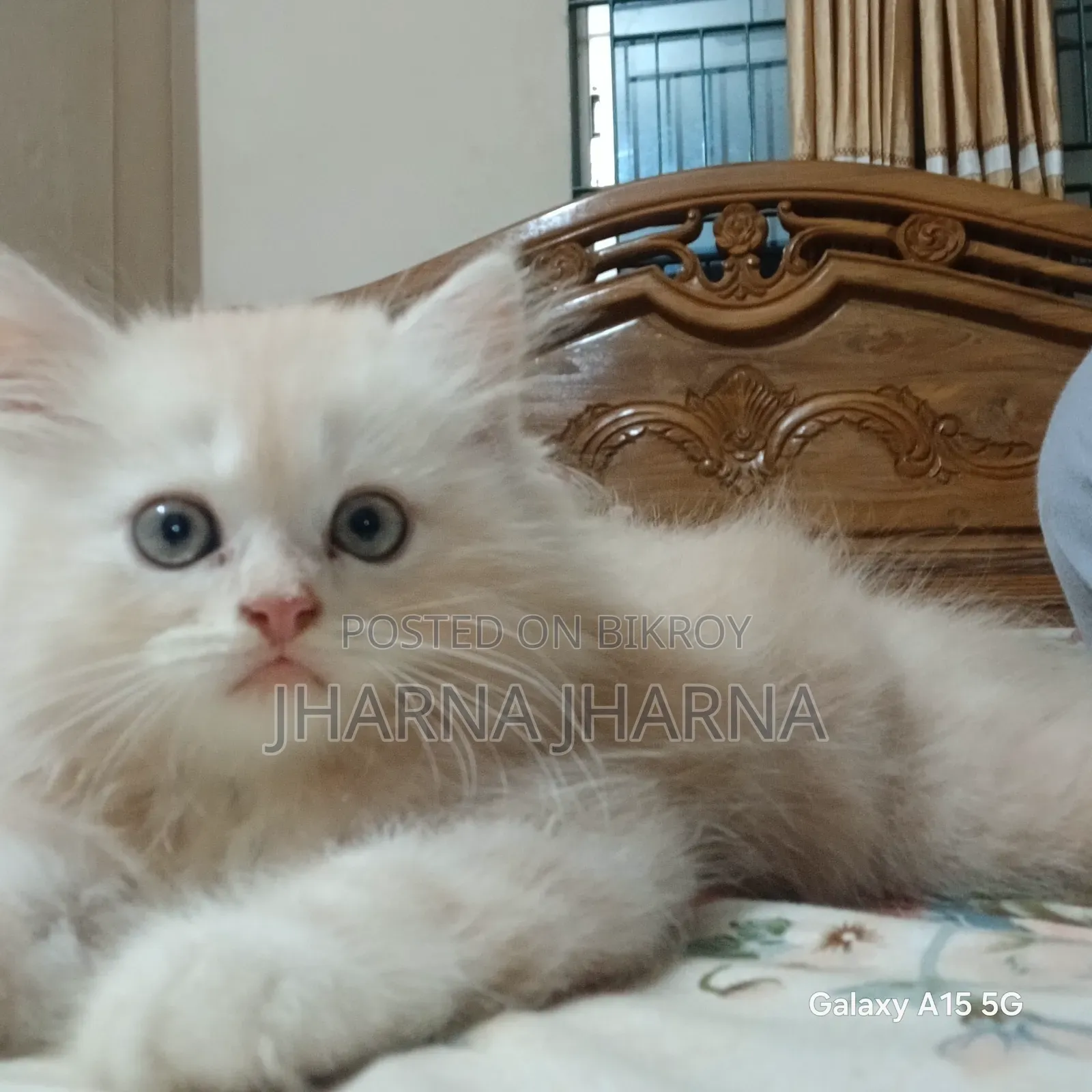 1-3 Months Female Purebred Persian