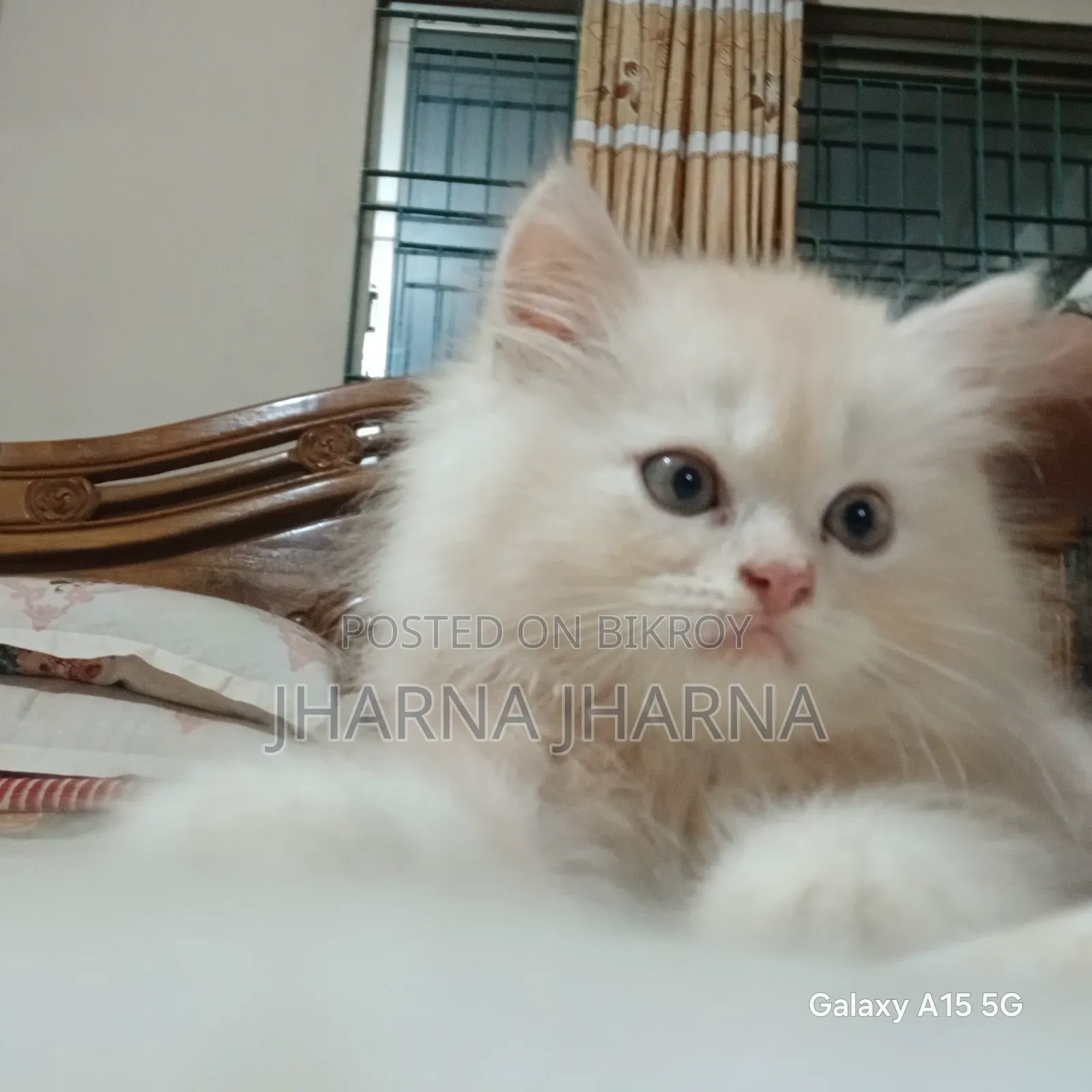 1-3 Months Female Purebred Persian