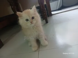 1-3 Months Female Purebred Persian