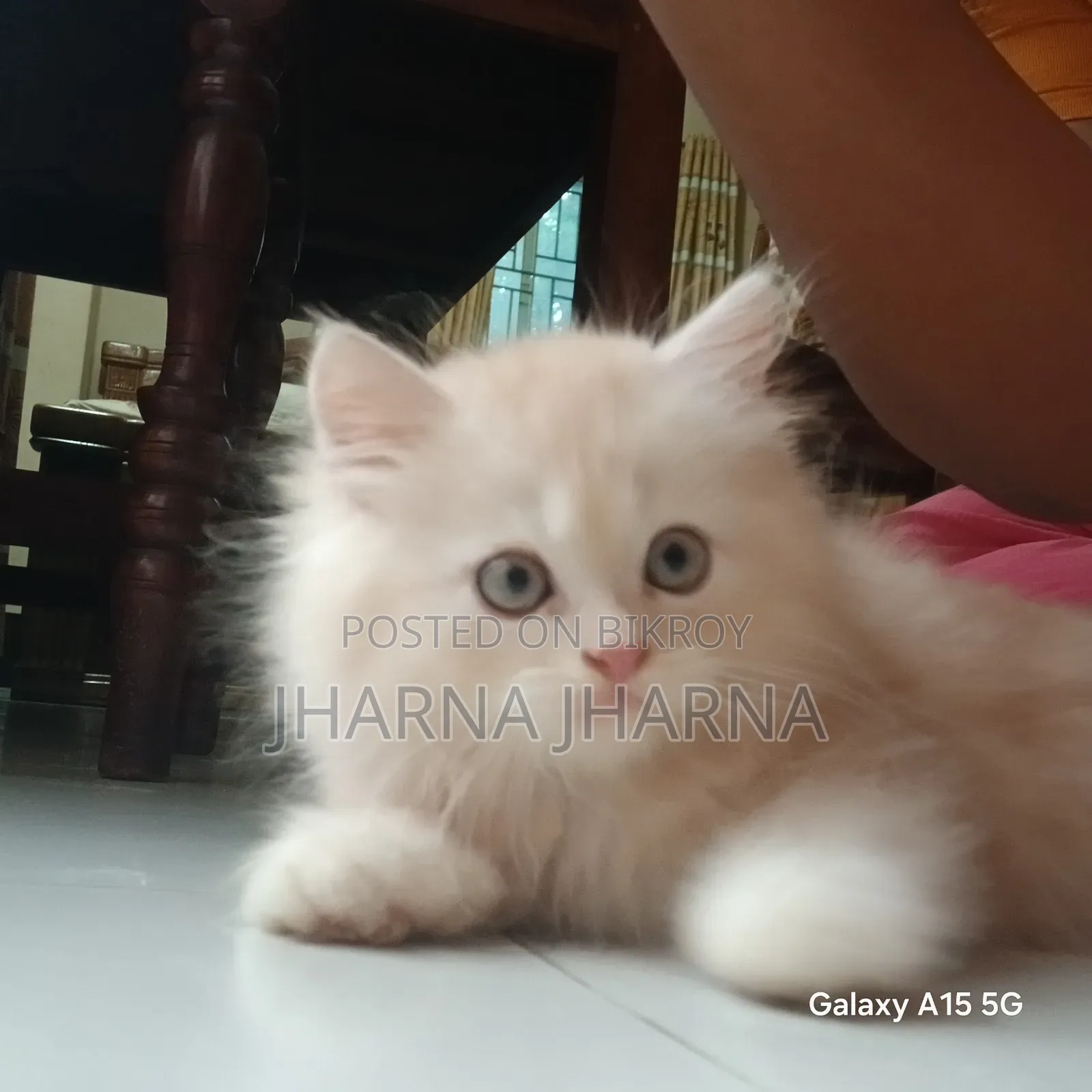 1-3 Months Female Purebred Persian