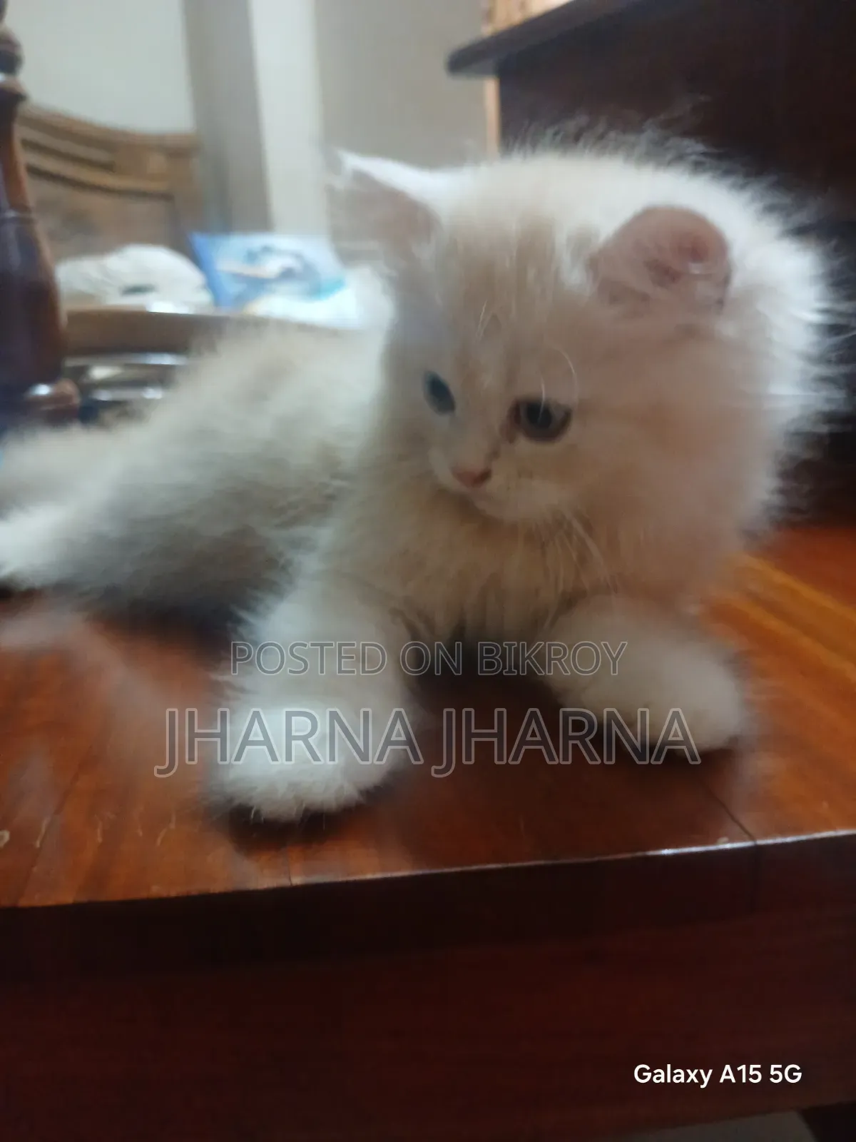 1-3 Months Female Purebred Persian
