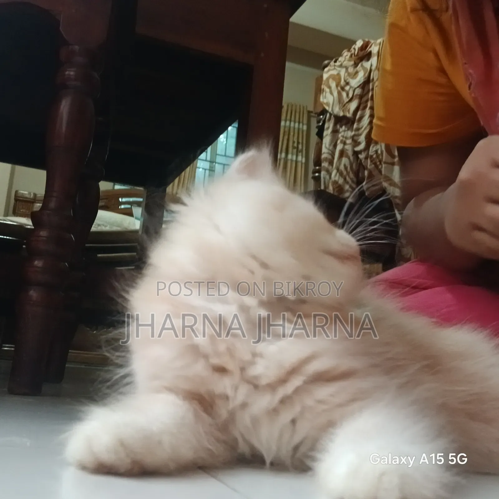 1-3 Months Female Purebred Persian
