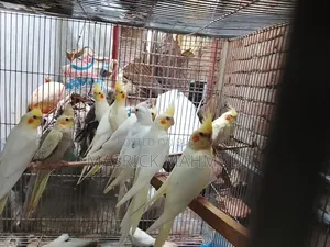Lutino Cockatiel (New Adults)