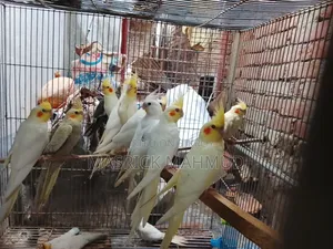 Lutino Cockatiel (New Adults)