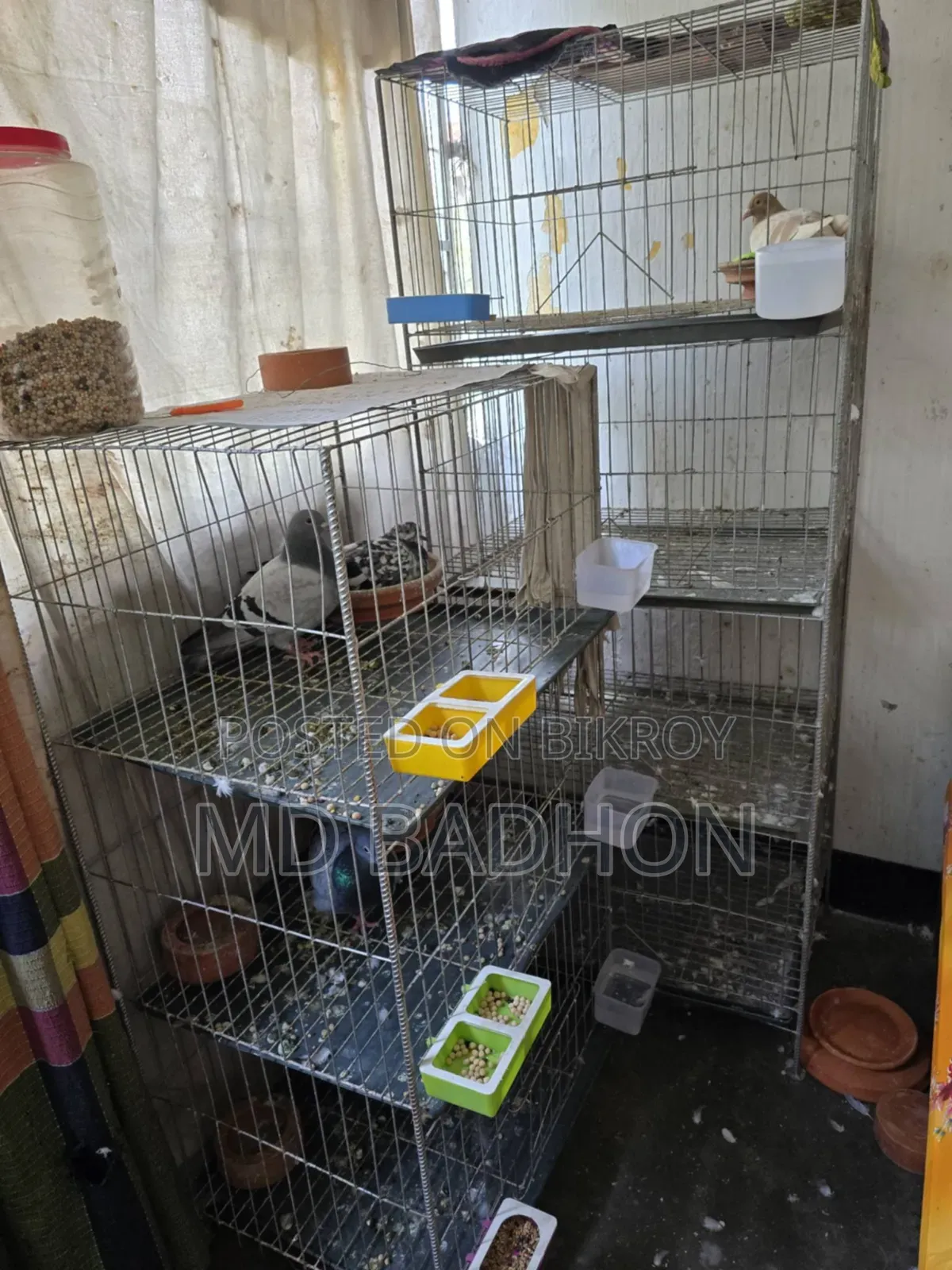 Pigeon cage for sale. Including three pairs of pigeons.