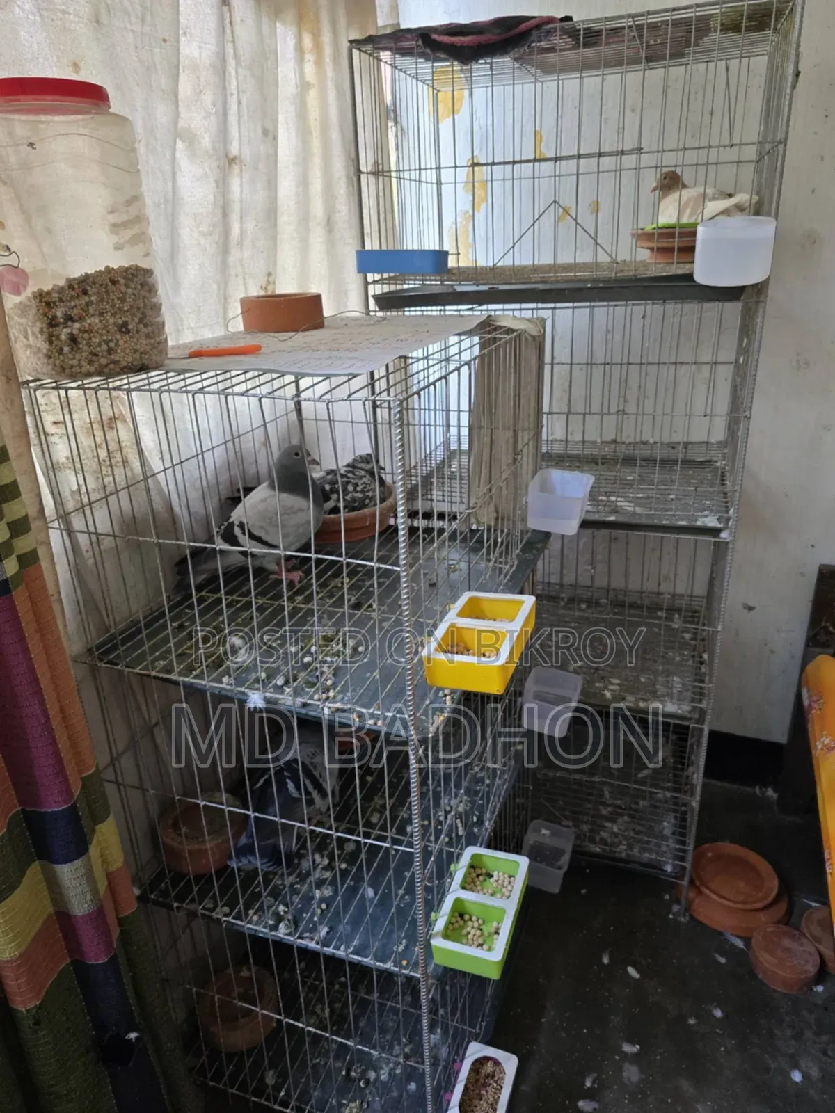 Pigeon cage for sale. Including three pairs of pigeons.