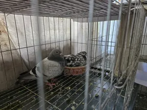 Pigeon cage for sale. Including three pairs of pigeons.