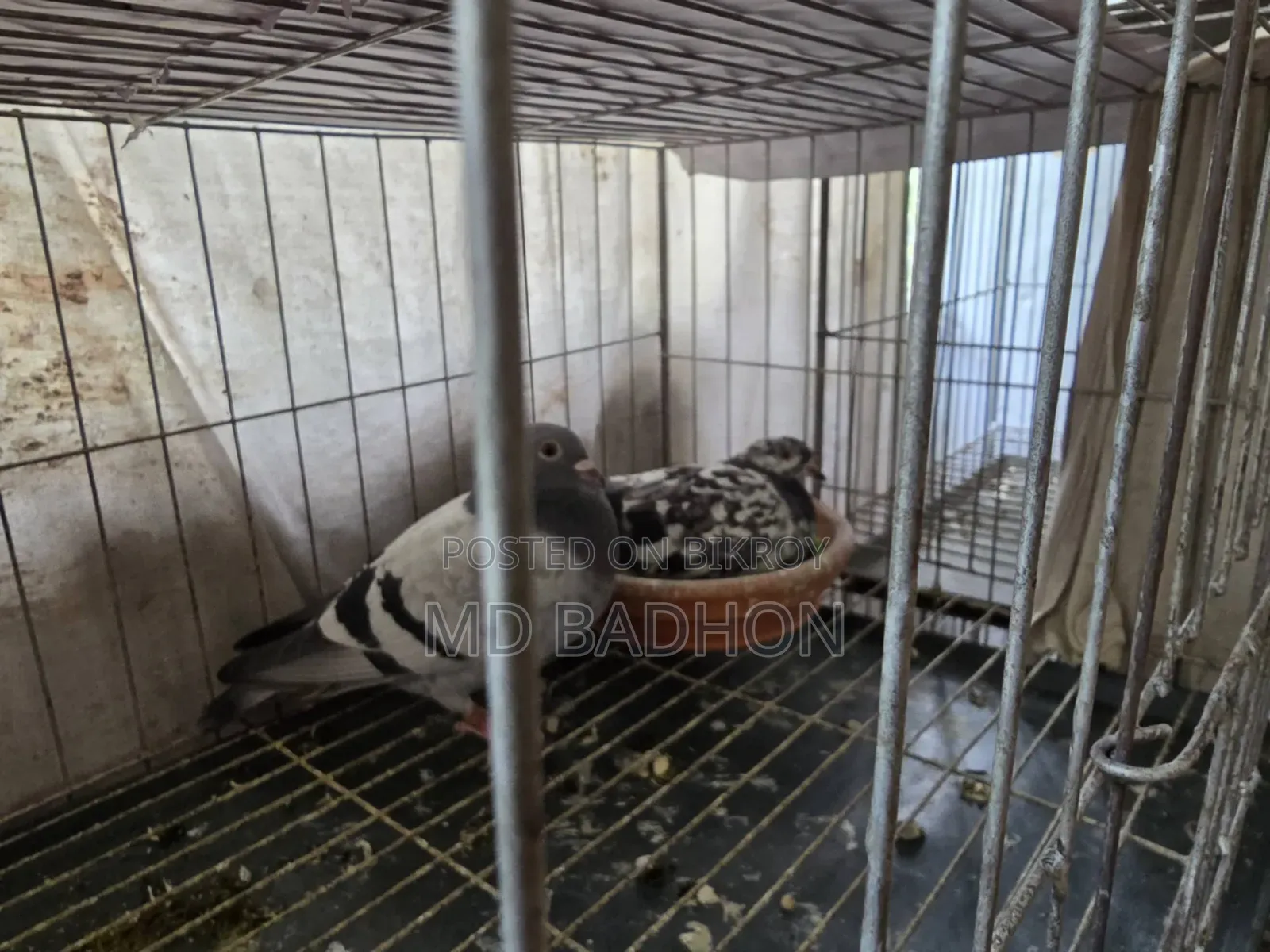 Pigeon cage for sale. Including three pairs of pigeons.