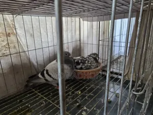 Pigeon cage for sale. Including three pairs of pigeons.