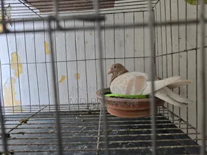 Pigeon cage for sale. Including three pairs of pigeons.