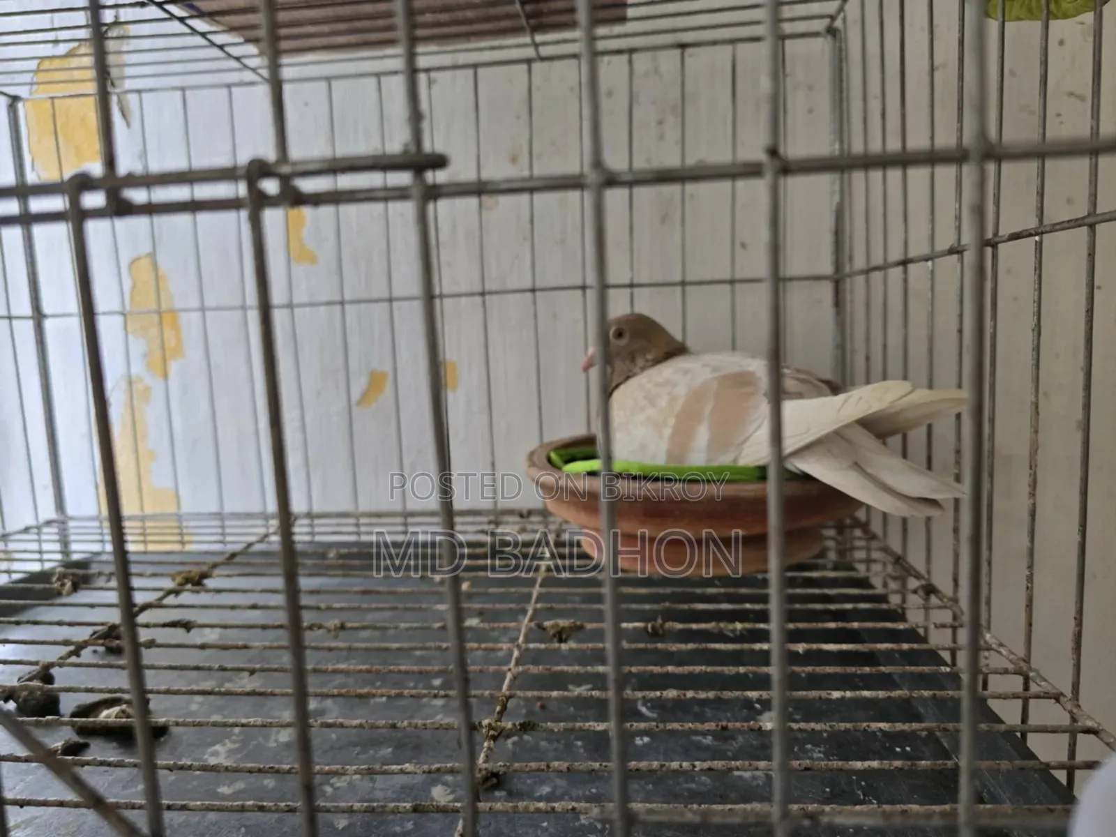 Pigeon cage for sale. Including three pairs of pigeons.