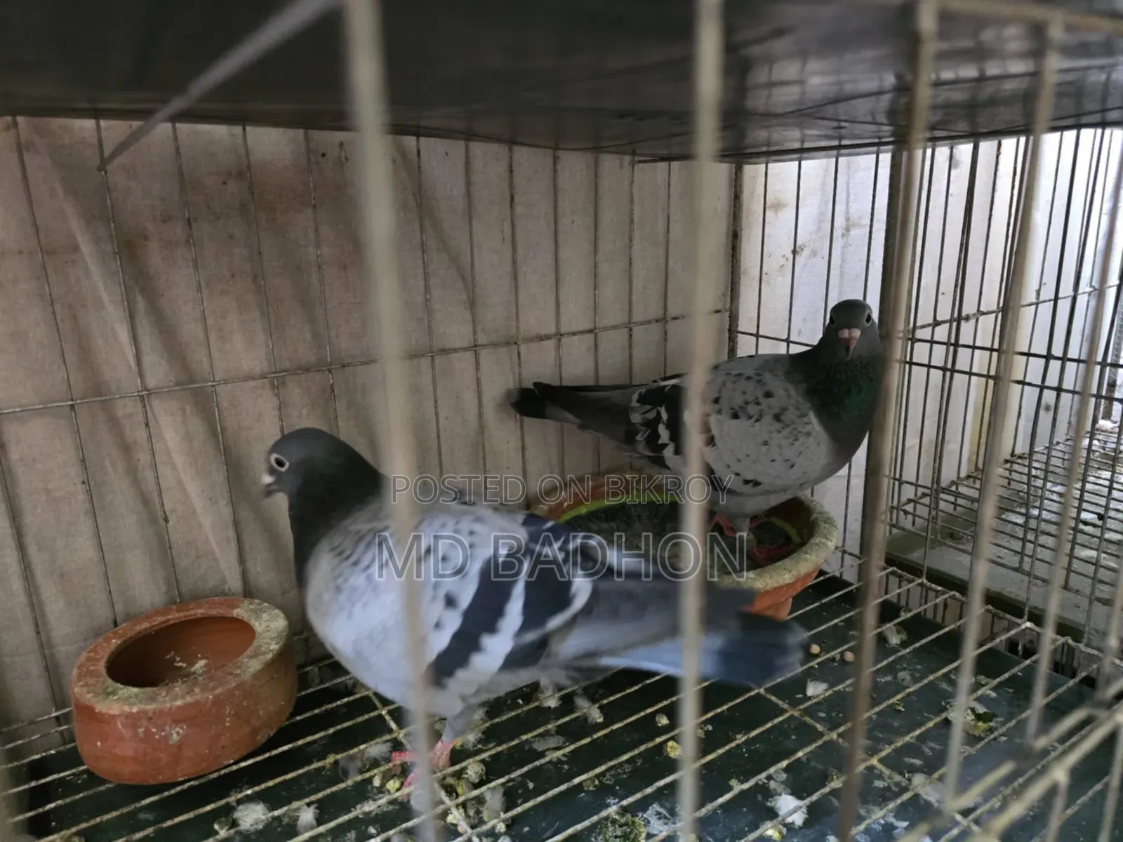 Pigeon cage for sale. Including three pairs of pigeons.