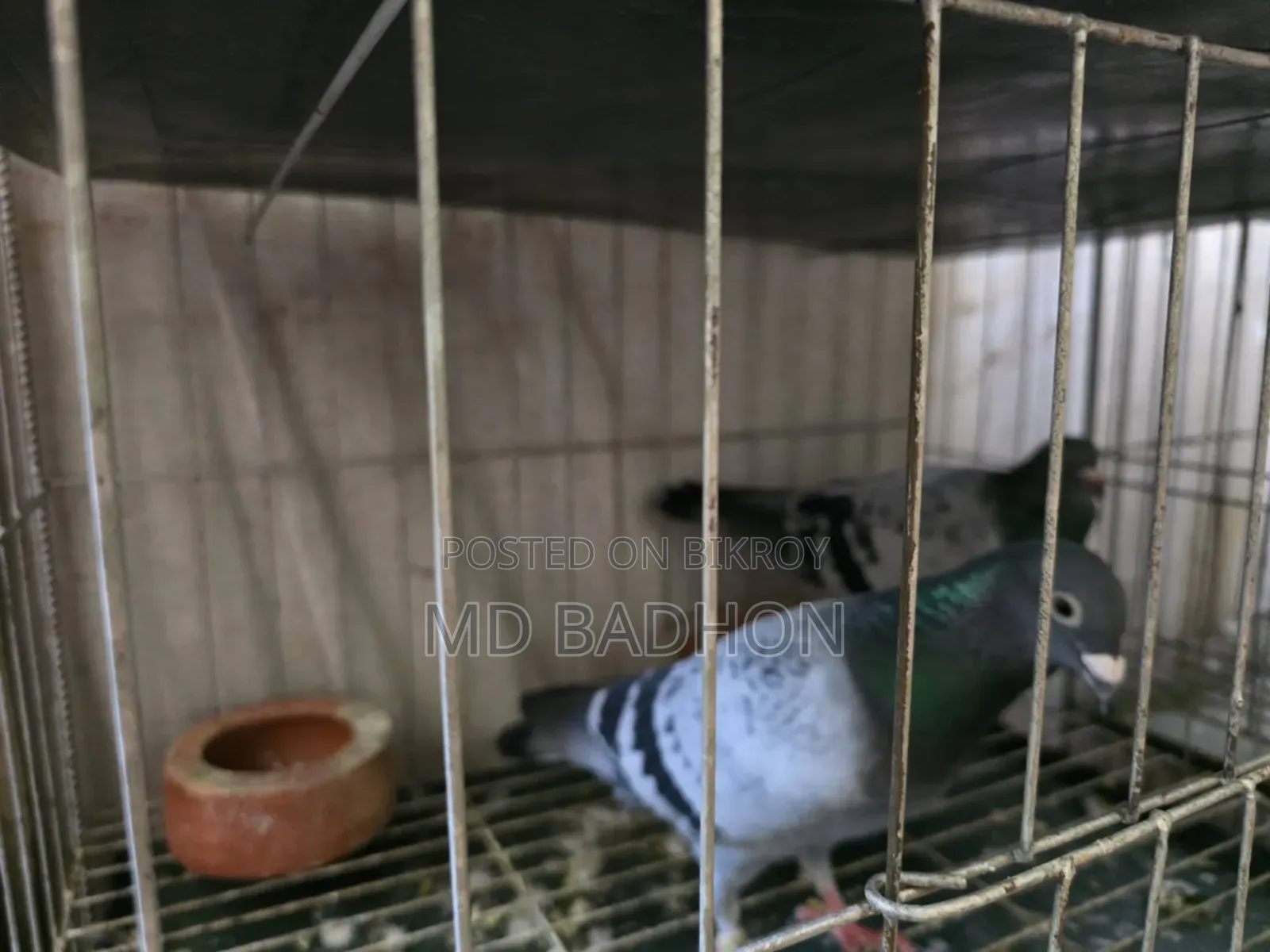 Pigeon cage for sale. Including three pairs of pigeons.