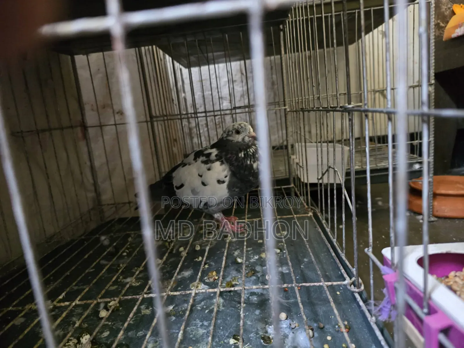 Pigeon cage for sale. Including three pairs of pigeons.
