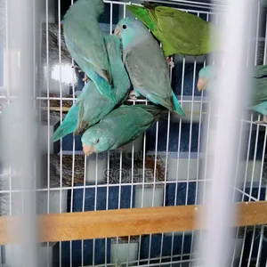 Forpus Pair