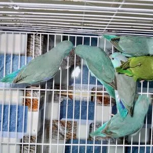 Forpus Pair