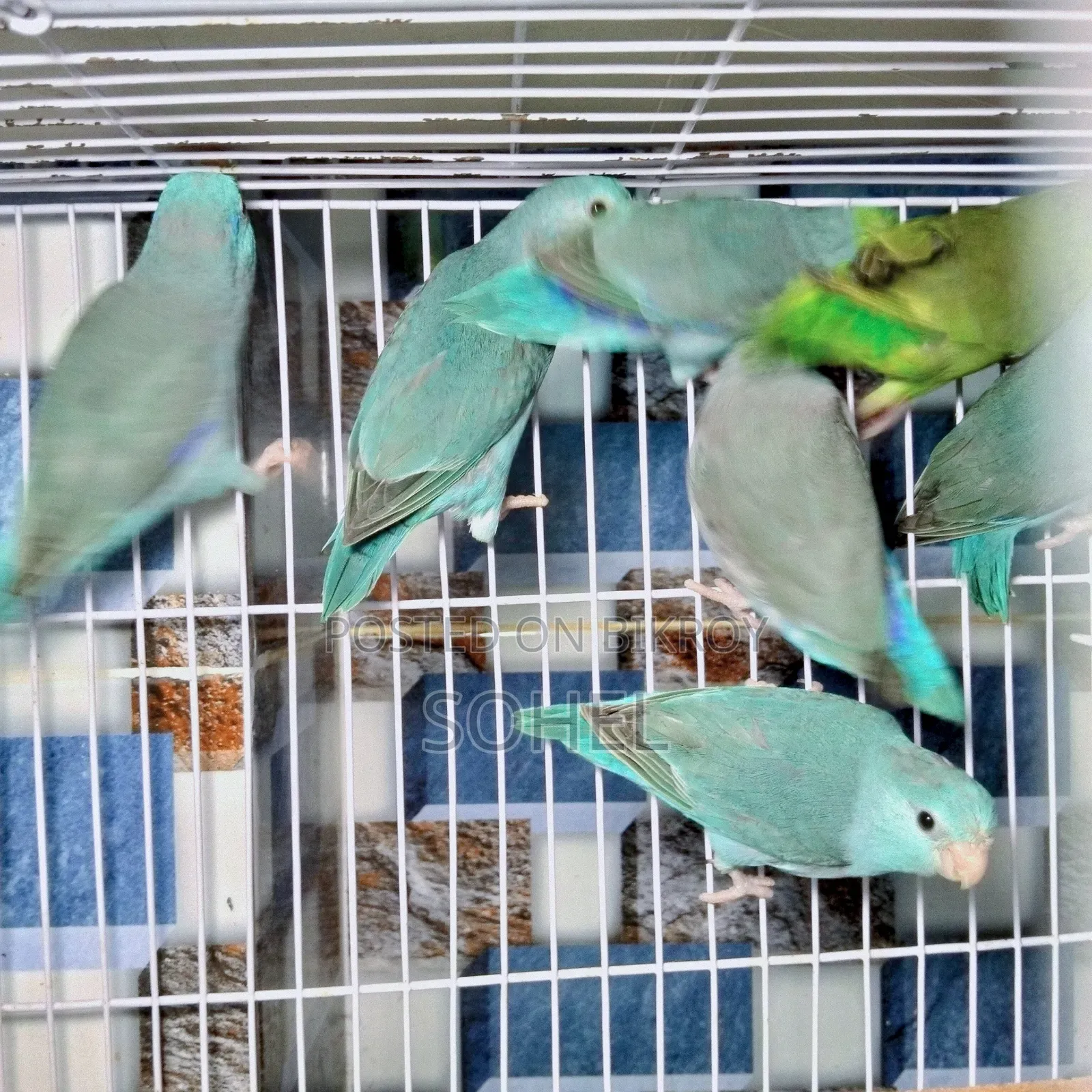 Forpus Pair