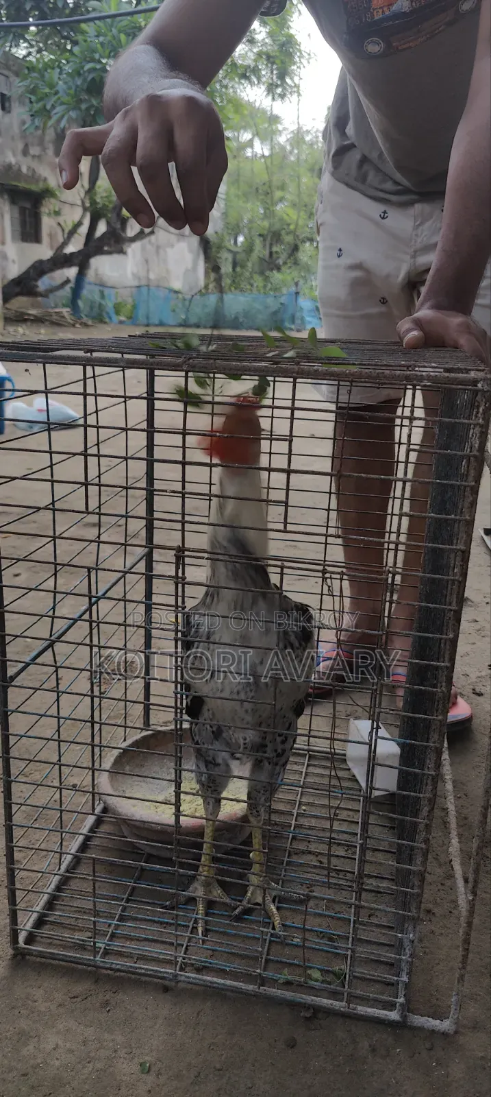 আছিল জোড়া